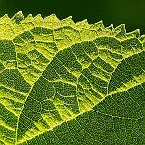Backlit Leaf_DSCF03133-5